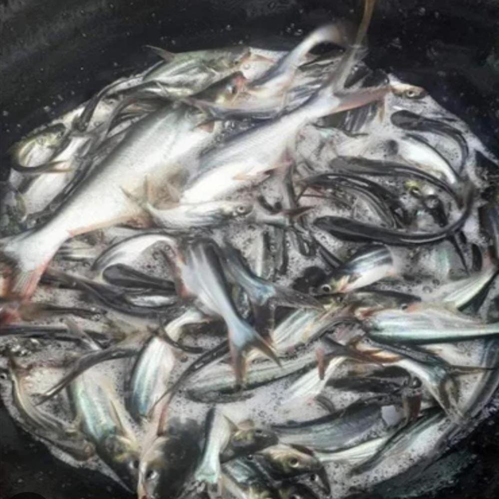 Pangasius fish seed