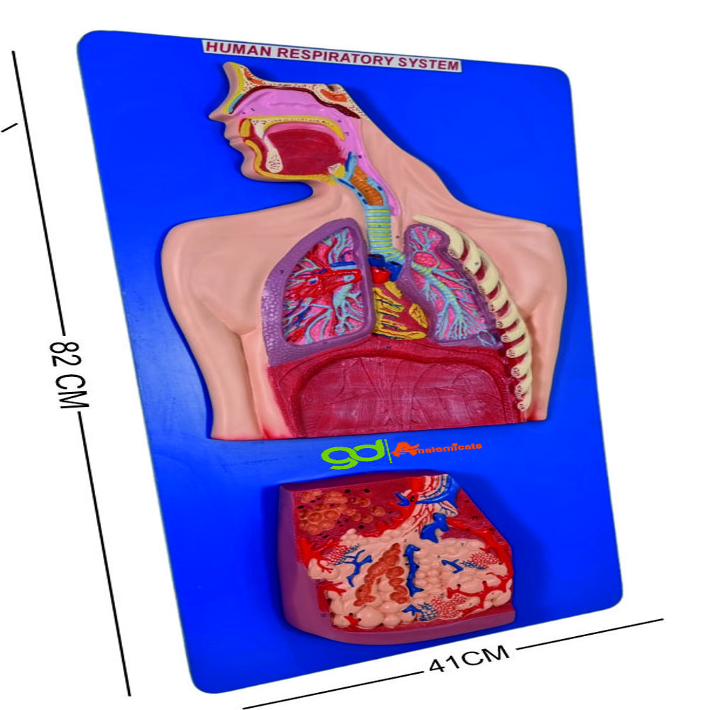 Human Respiratory System