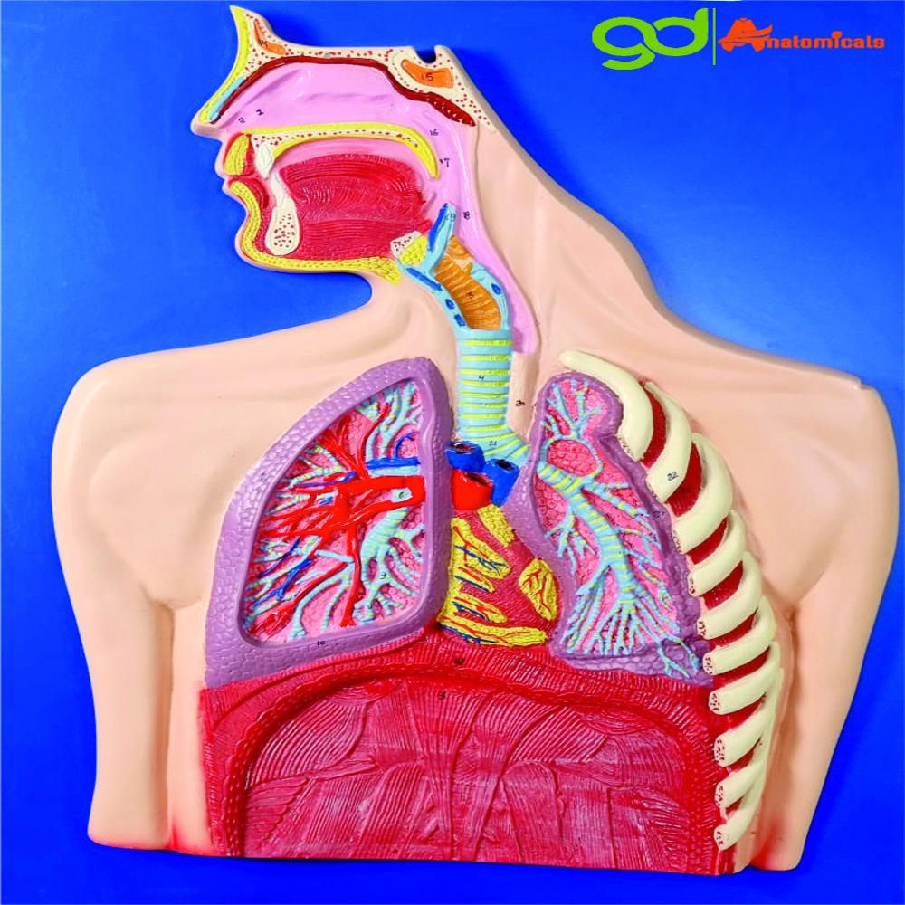 Human Respiratory System