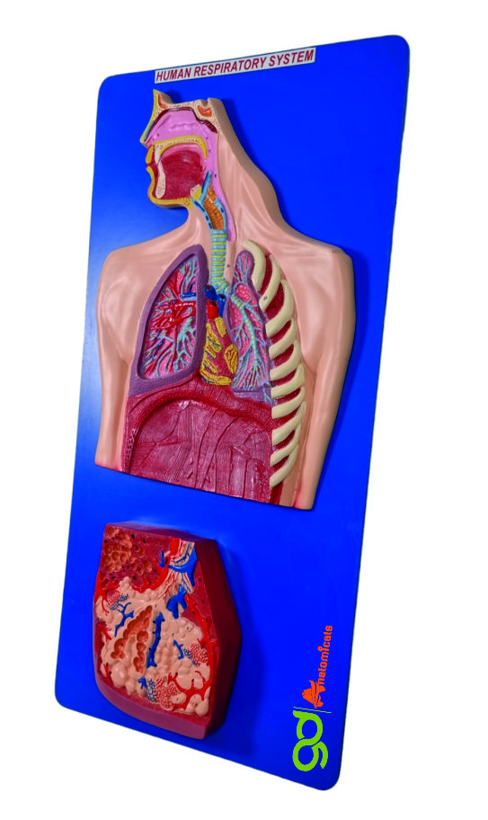 Human Respiratory System