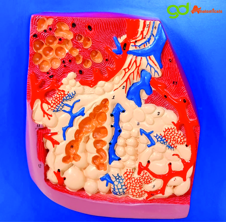 Human Respiratory System