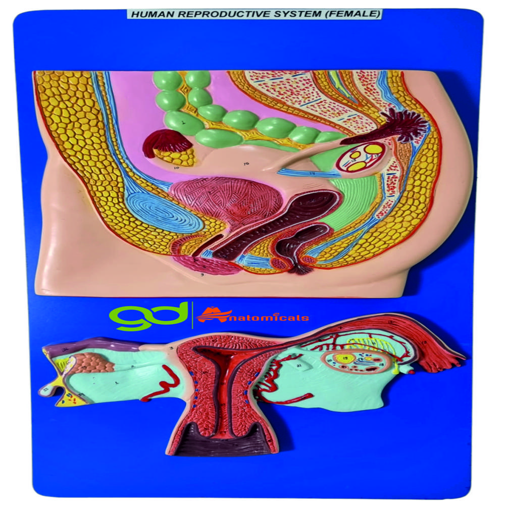 Human Reproductive system (female )