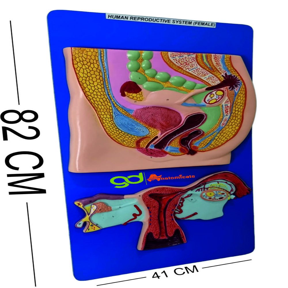 Human Reproductive system (female )