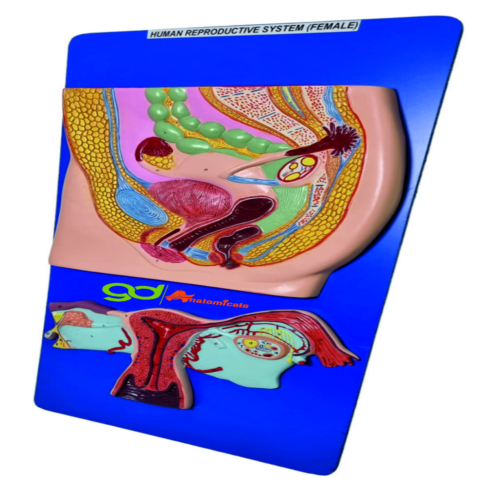 Human Reproductive system (female )