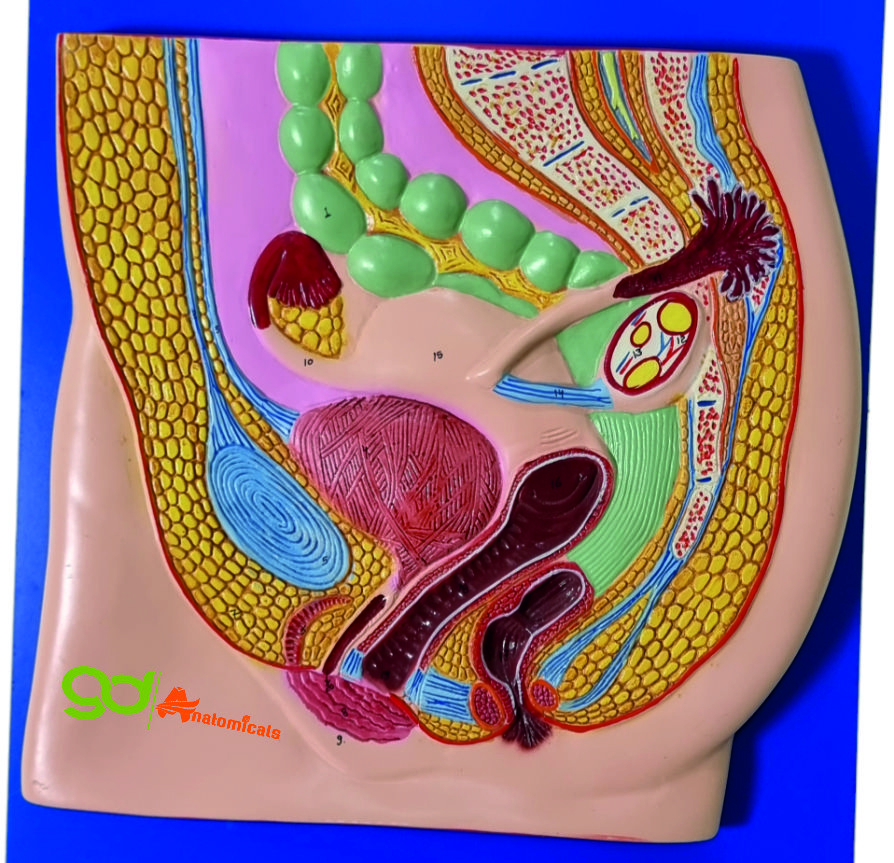 Human Reproductive system (female )