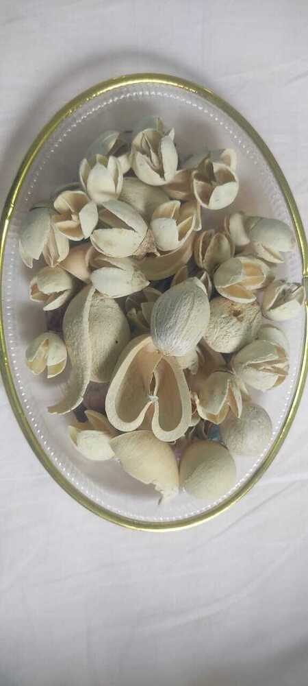 Natural Dried Seed Pod Collection