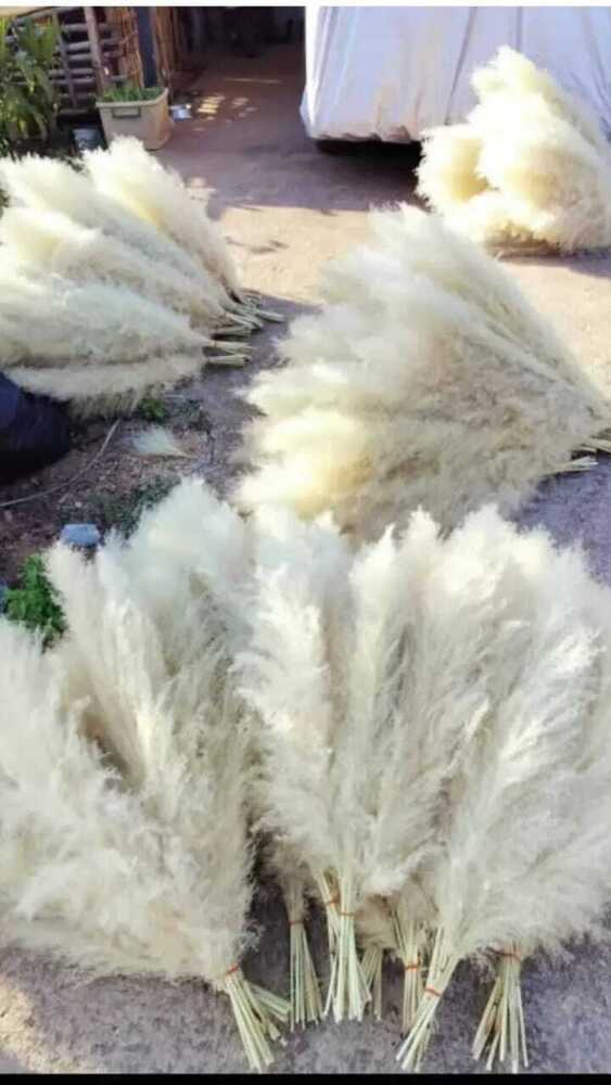 Pampas Grass