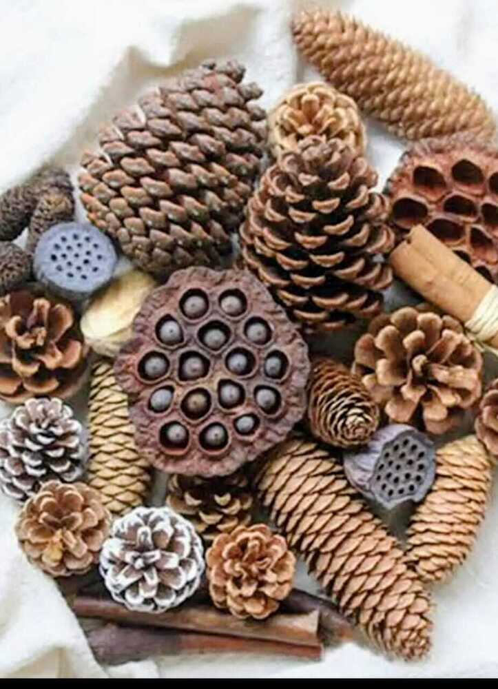 Decorative Kismis Pine Cones