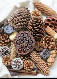 Decorative Kismis Pine Cones