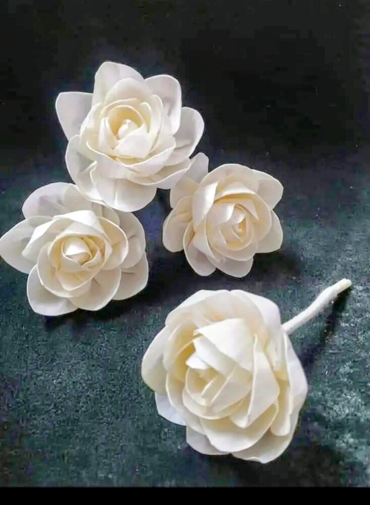 White Sola Roses
