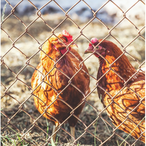 Poultry mesh