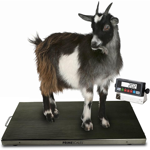 Goat Weighing Scale
