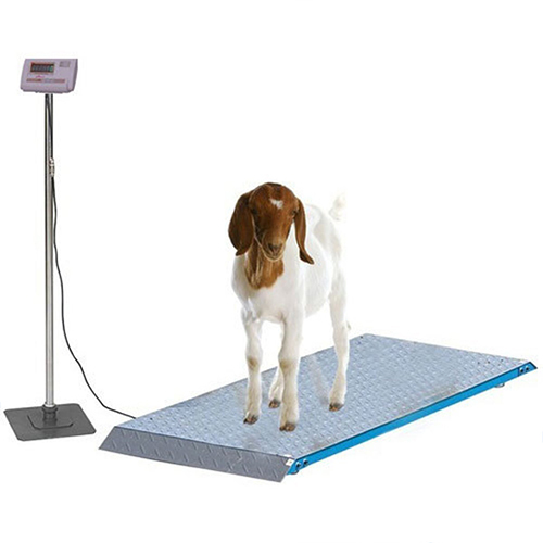 Goat Weighing Scale