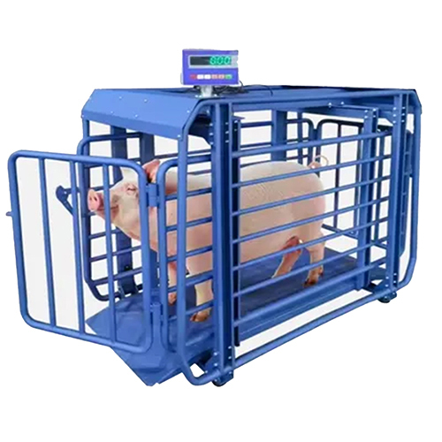 Pig Weighing Scale