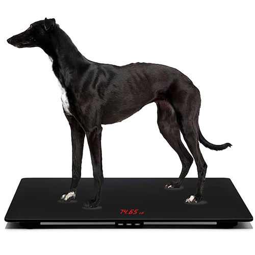 Dog Weighing Scale