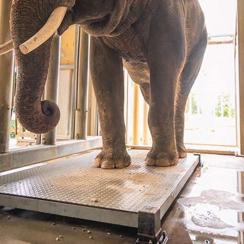 Elephant Weighing Scale