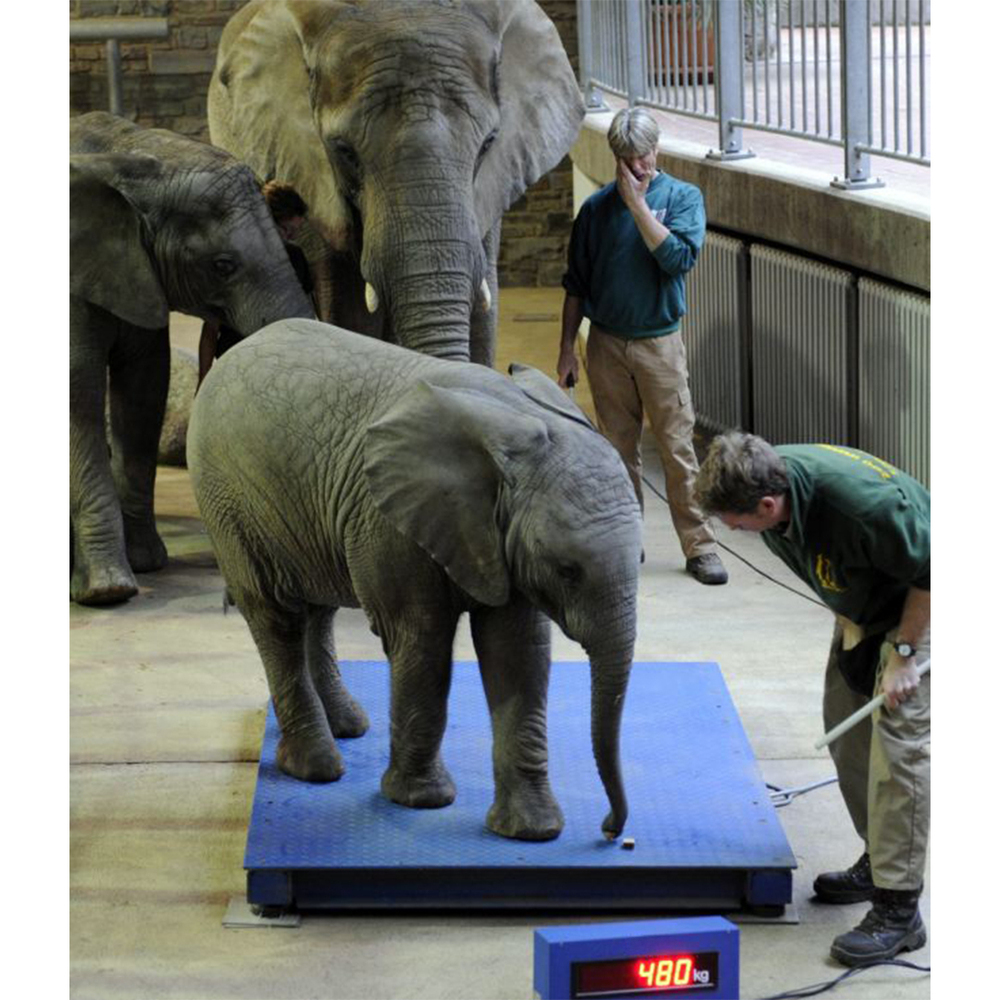 Elephant Weighing Scale