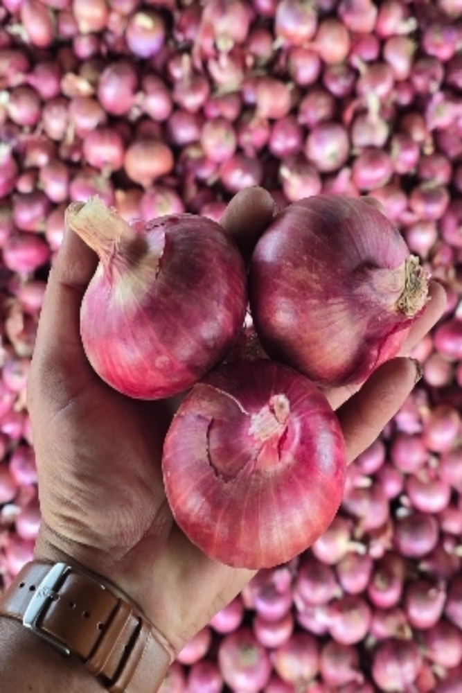 Summer Onion - Cultivation Type: Naturally Grown Under Good Agricultural Practices