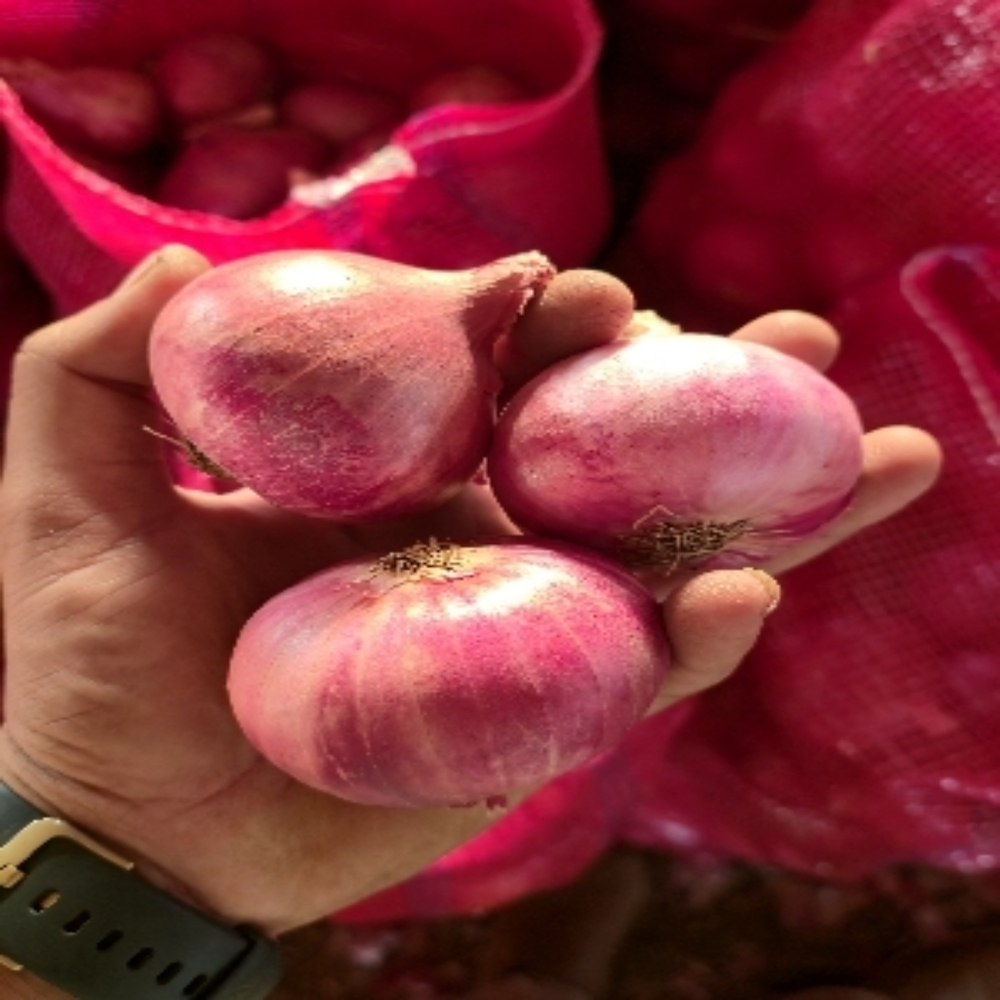 Fresh Red Onion - Cultivation Type: Common