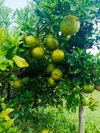 Nagpur orange