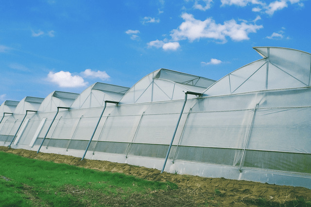 Naturally Ventilated Mega Greenhouse Commercial Kit