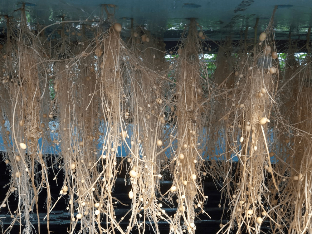 Potato Tuber Production System