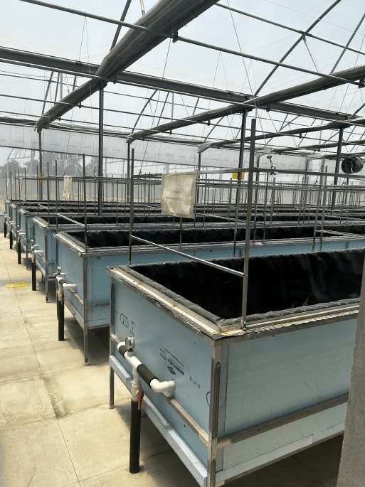 Grow Boxes