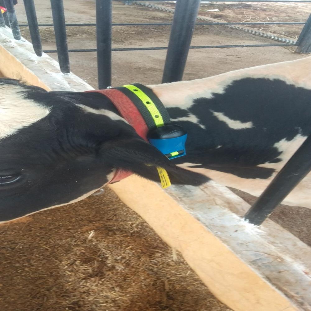 Cow Monitoring software