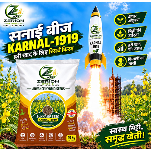 Karnal-1919 Sunhamp Hybrid Seeds
