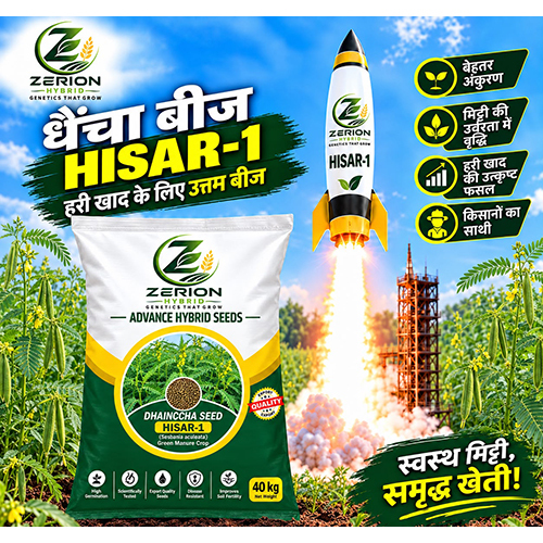 हिसार-1 धैन्चा हाइब्रिड बीज