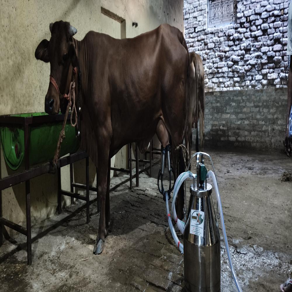 बकेट मिल्किंग मशीन