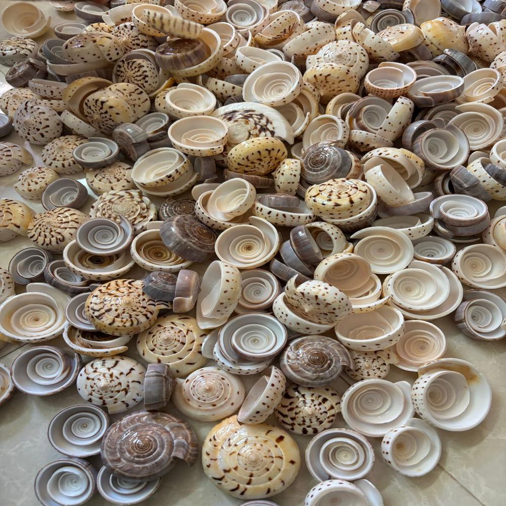 Hand Made Polished  Sea Lotus Steam Cone Shell