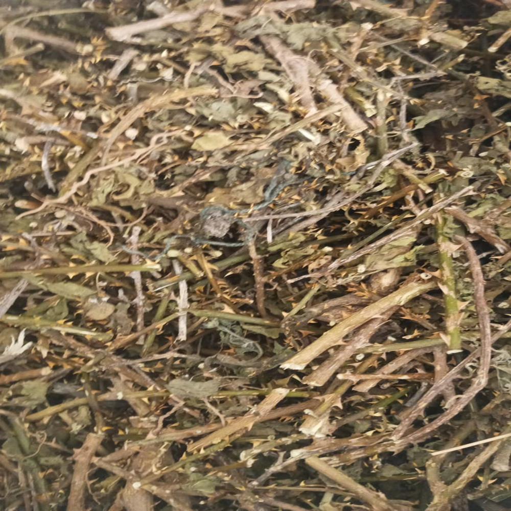 Thudu Valai plant