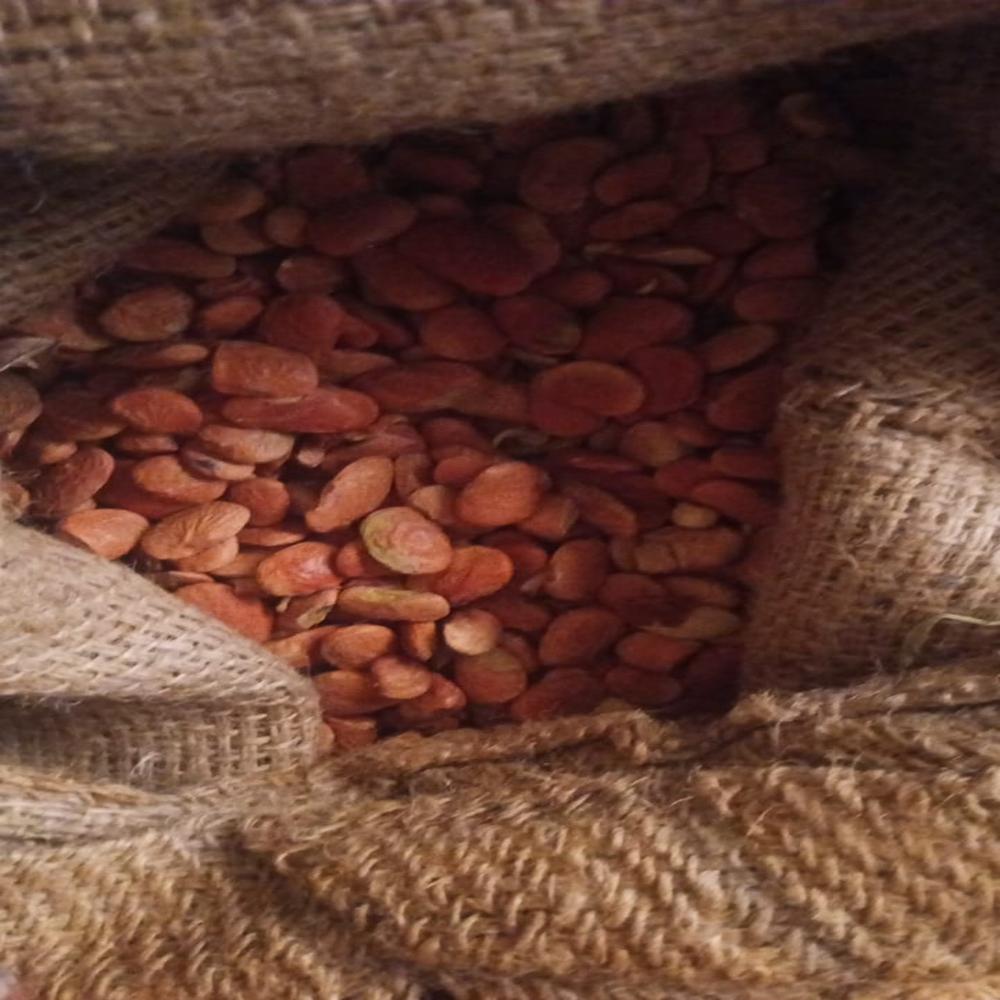 Poongai Seeds