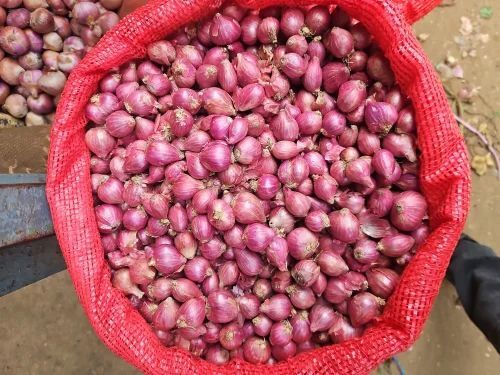 Red Onion