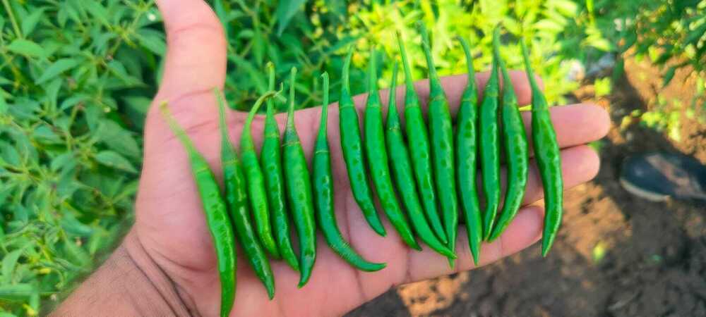 Green Chilli