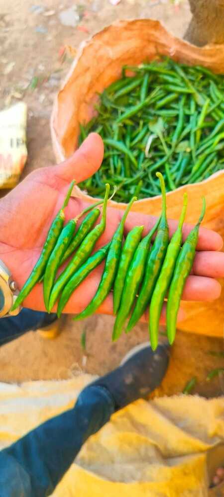 Green Chilli