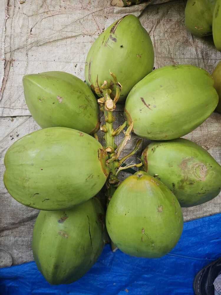 Green Coconut