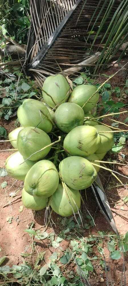 Green Coconut