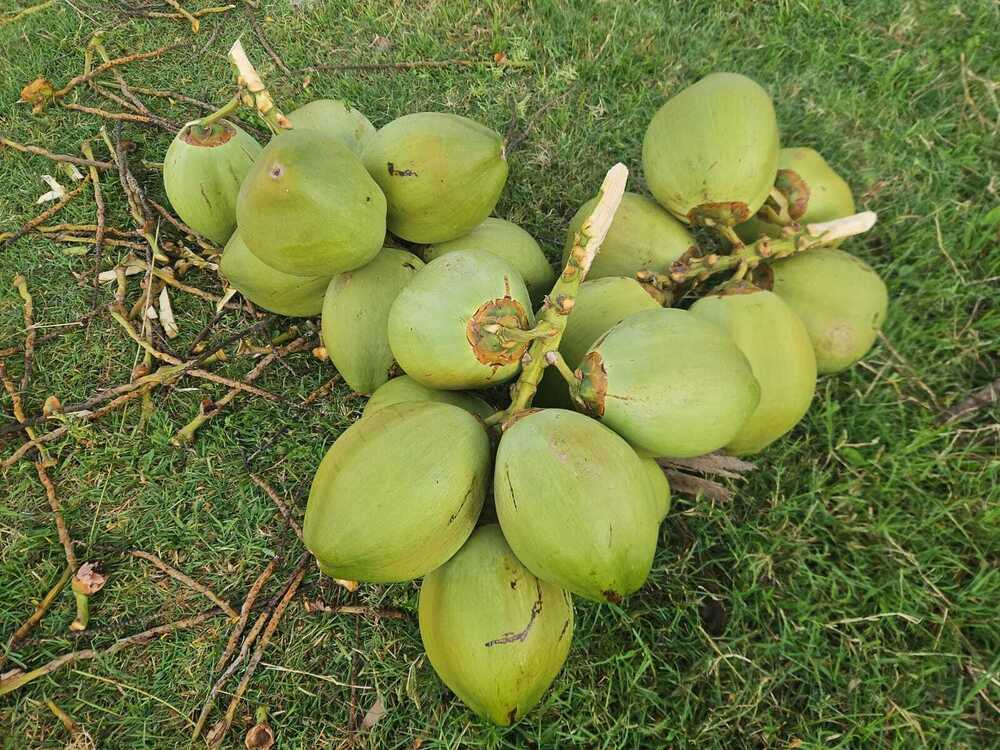 Green Coconut
