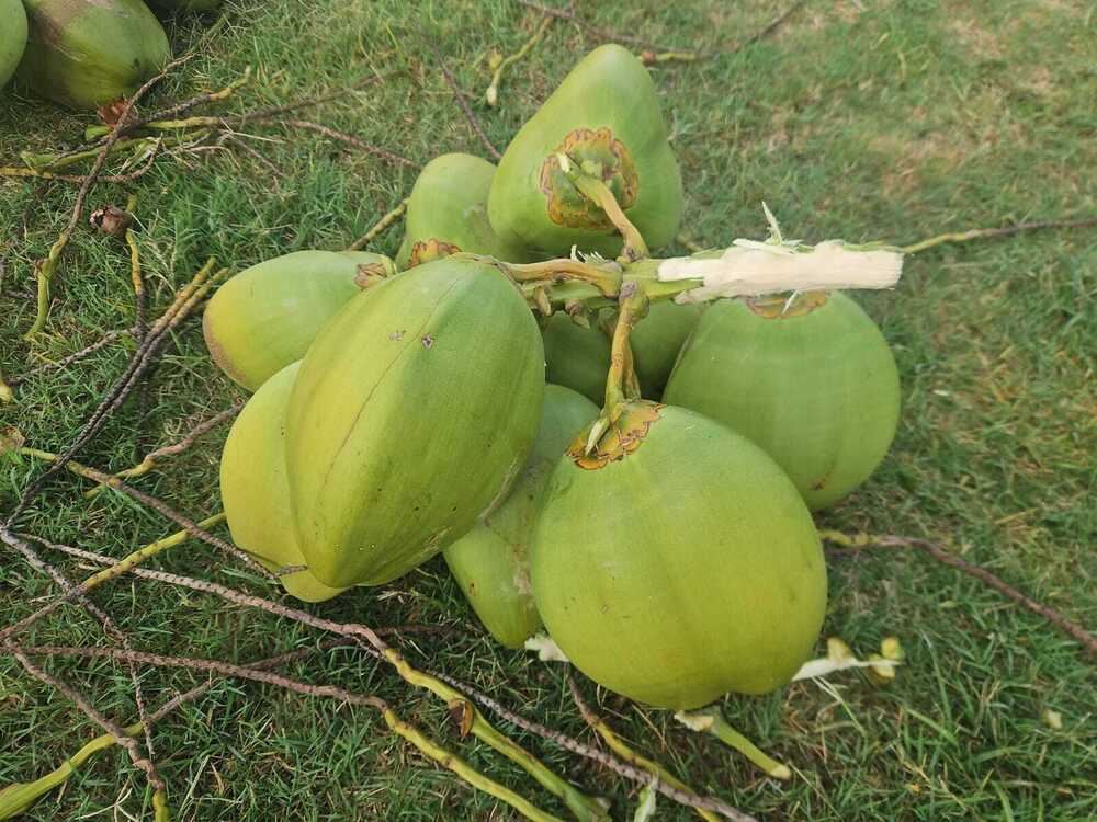 Green Coconut