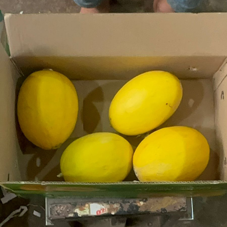 Fresh Muskmelon