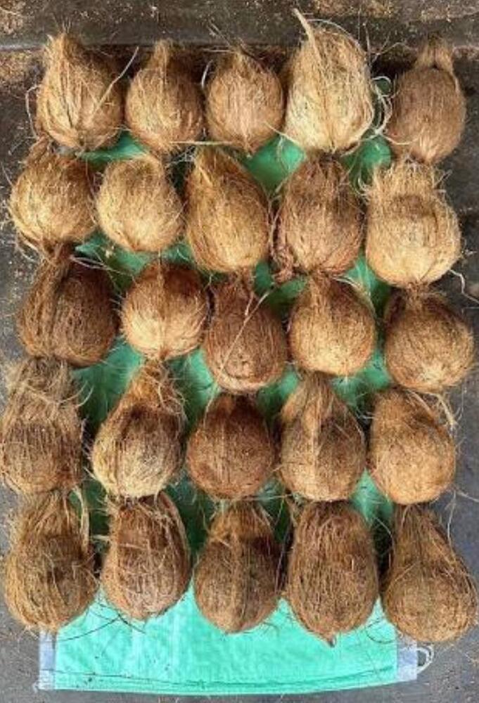 Dried Whole Coconut