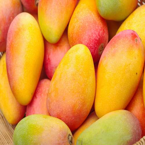 mango fruit