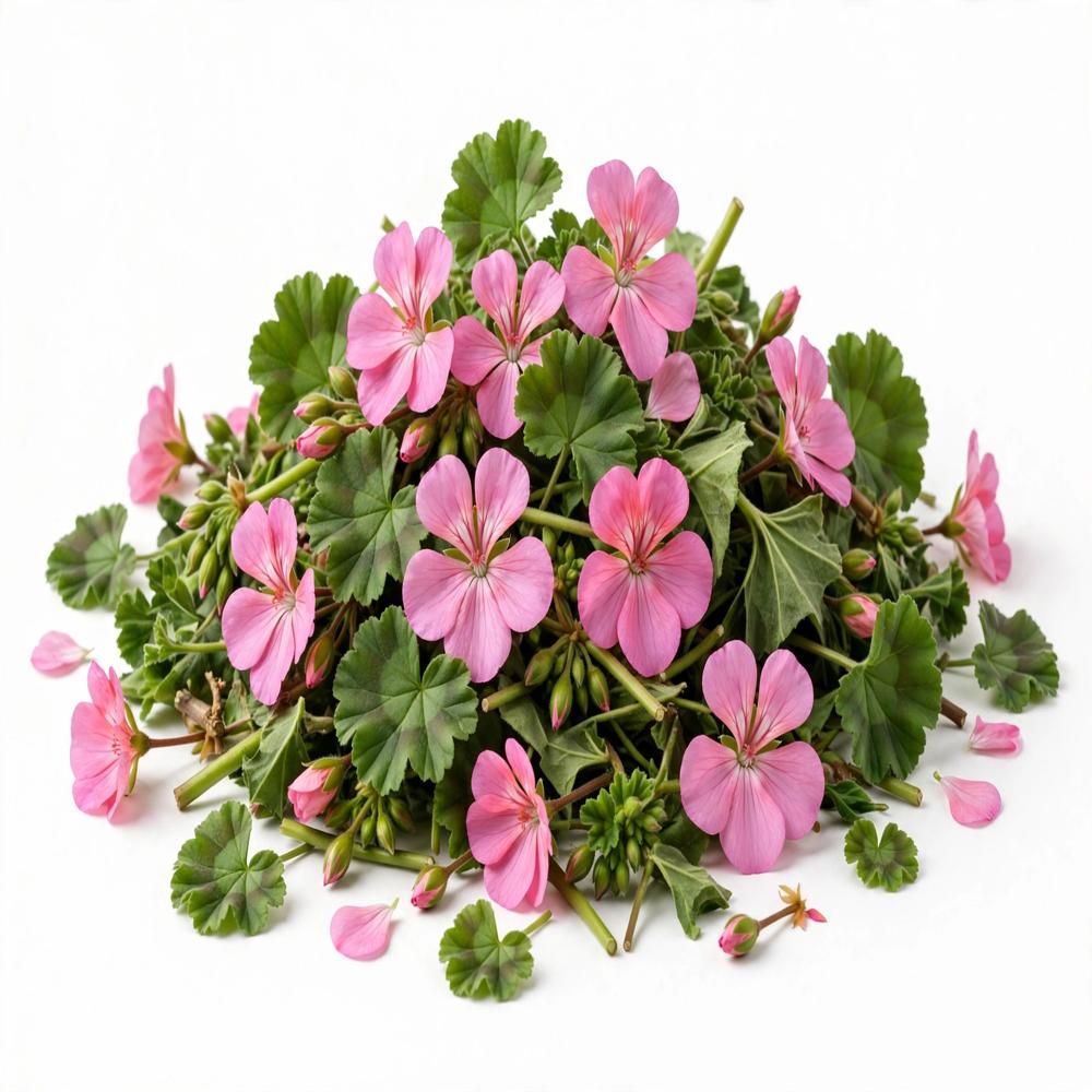 Geranium Essential Oil - 100% Pure Floral Herbal Extract | Fits All Age Groups, Ideal For Cool & Dry Storage, 2-year Shelf Life