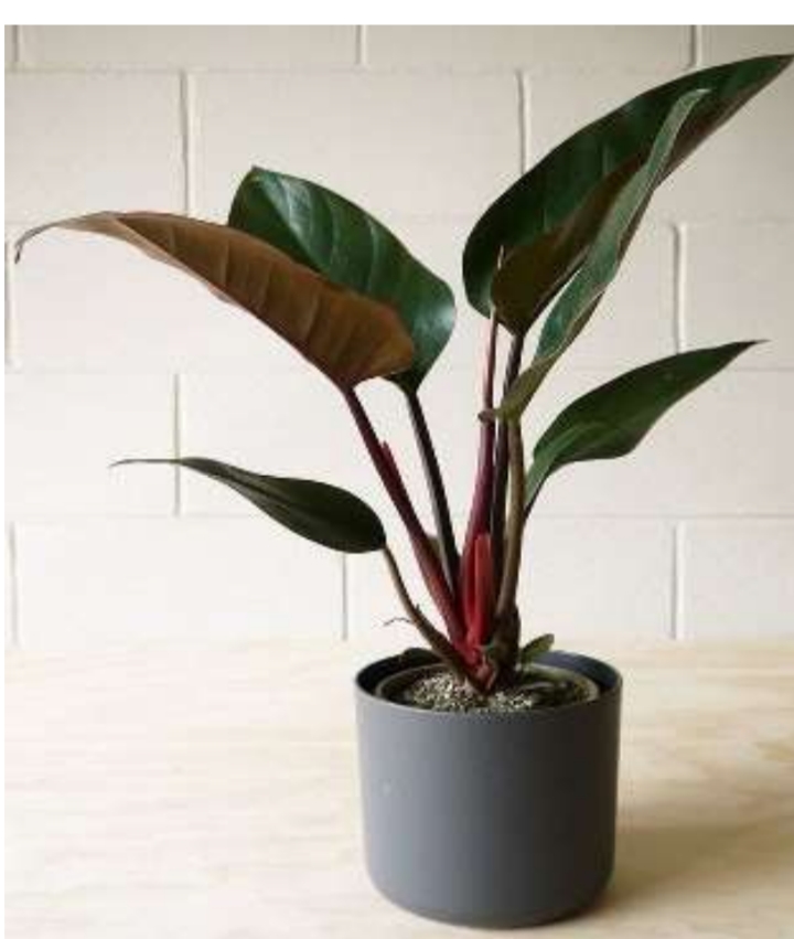 Philidendron red congo