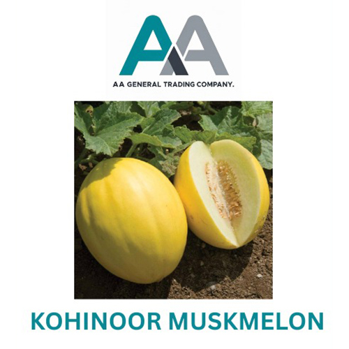 Kohinoor Muskmelon - Color: Yellow Exterior With Pale Flesh