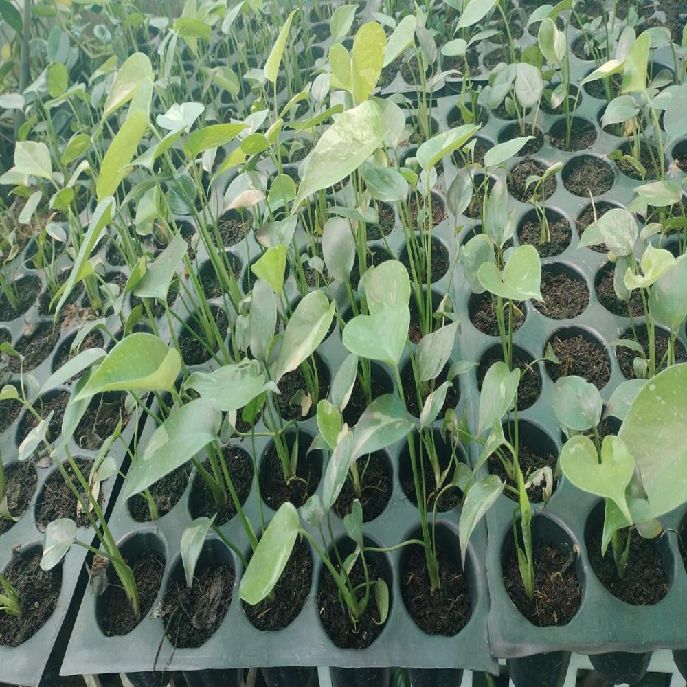 Monstera Thai constulation