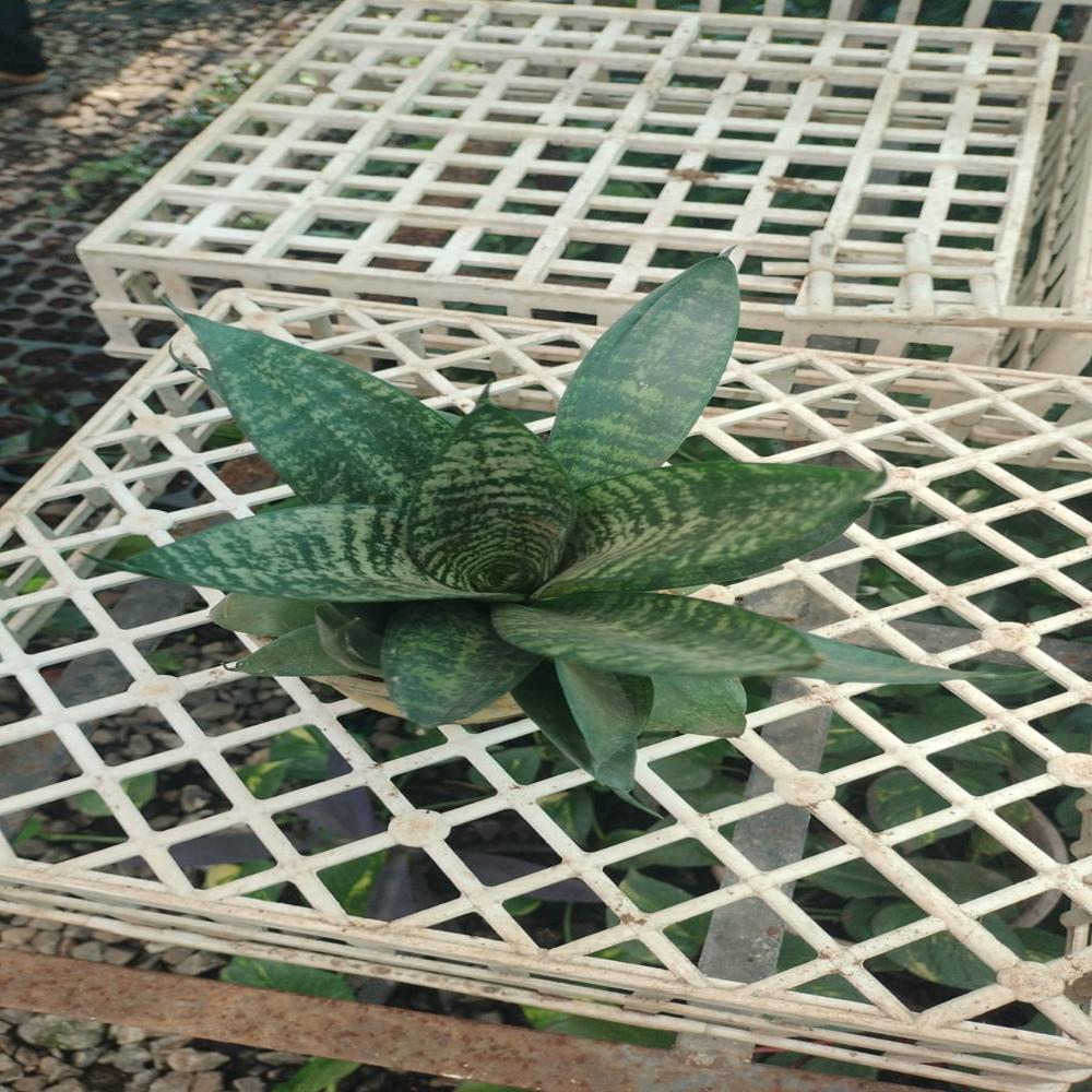 Snake Plant