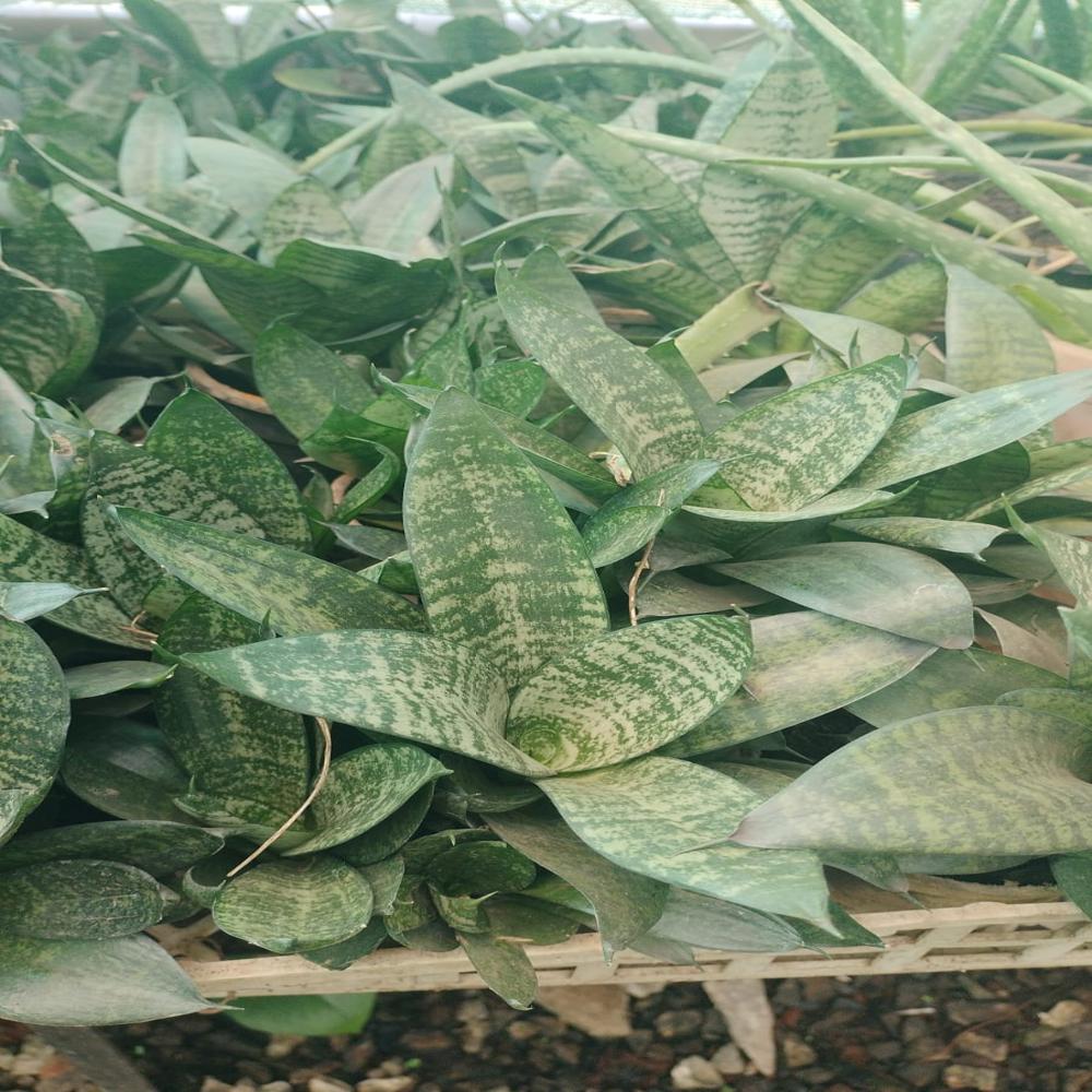Snake Plant - Color: Green